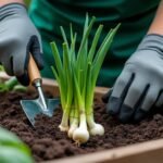 découvrez notre guide pratique pour planter les oignons avec succès en 2025. conseils étape par étape pour un jardin productif et des récoltes abondantes.